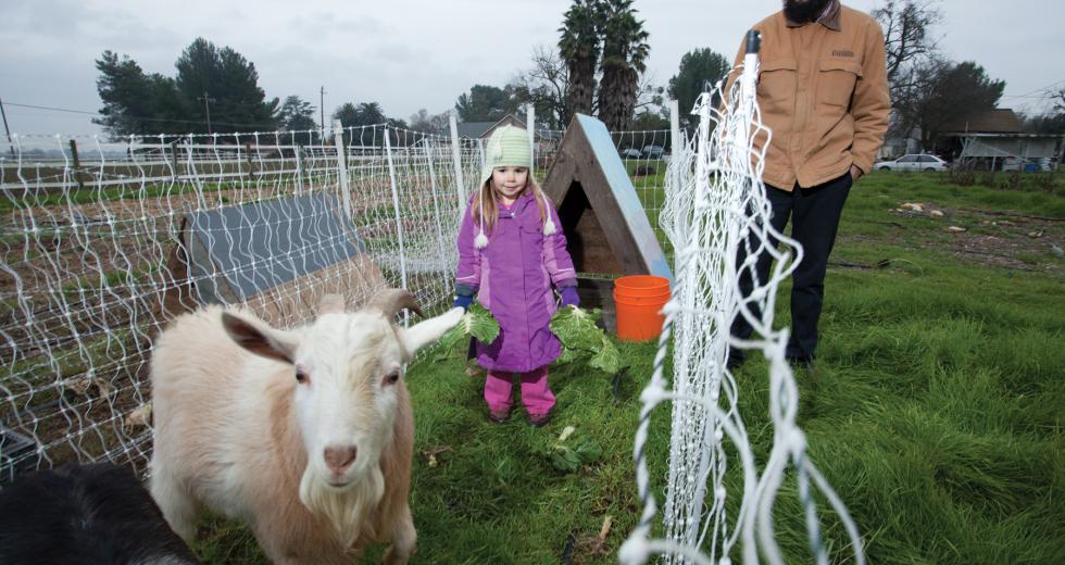 Urban farmer Dan Gannon maintains a half-acre plot in West Sacramento with help from 4-year-old daughter, Frankie.