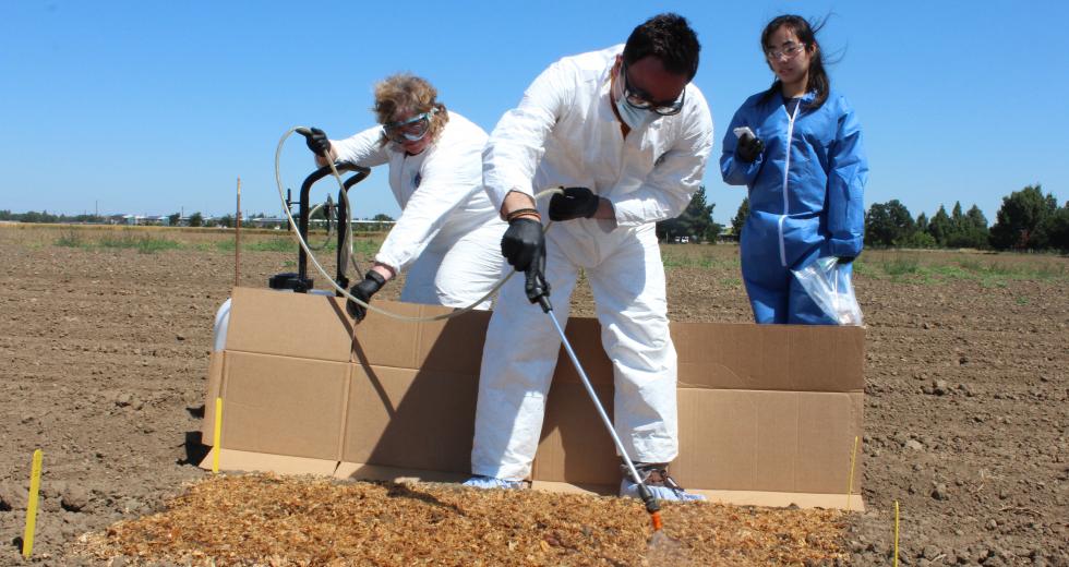 From left: Anna Zwieniecka, Jessica Wong and Peiman Aminabadi spray a harmless strain of E. coli on cantaloupe crops at a UC Davis test field. (Photos by Sena Christian)