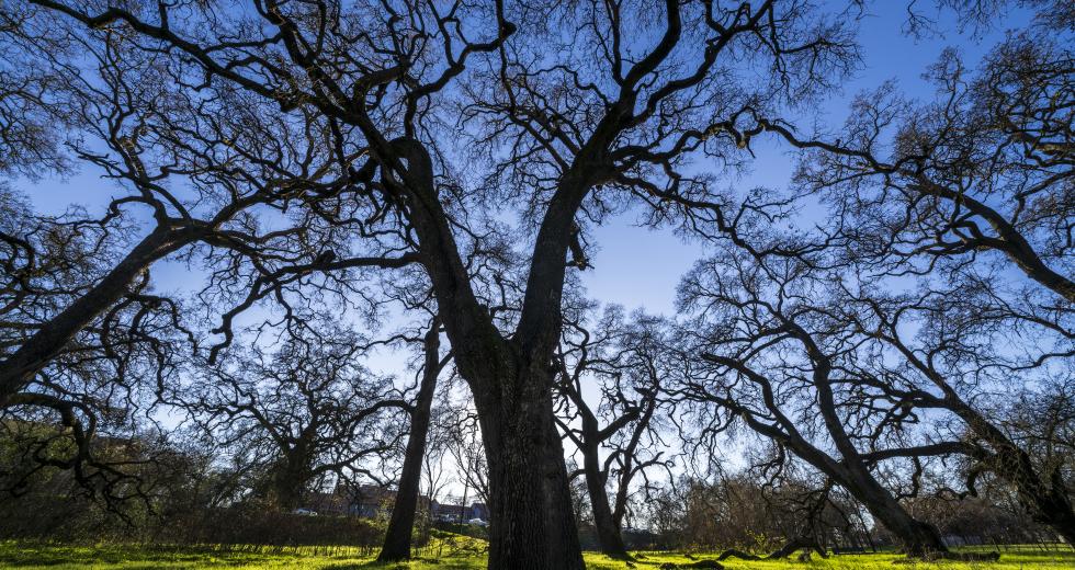 One of the distinctive qualities of oak trees is their gnarled structure. Their twisty branches are shown here at the Ray and Judy Tretheway Oak Preserve in Natomas. (Photos by Brad Branan)