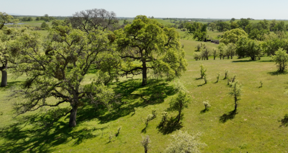 The site of the Coyote Creek Agrivoltaic Ranch solar project. The site is located on 2,704 acres of Barton Ranch, being home to blue oak woodlands and rolling hills. (Image courtesy of the California Four Wheel Drive Association)