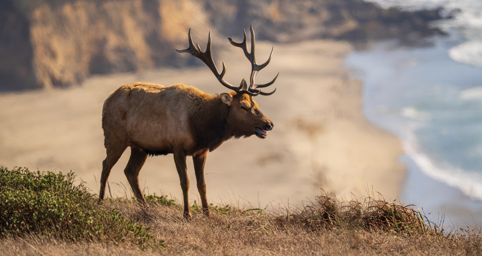 A tule elk stands near a cliff at Point Reyes National Seashore. Elk were reintroduced to the area in 1978 after being hunted to the brink of extinction. (Photo by Brad Branan)