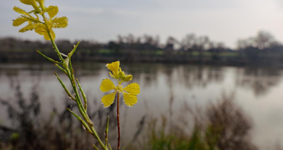 A wild mustard plant grows along the Sacramento River. (Shutterstock photo)