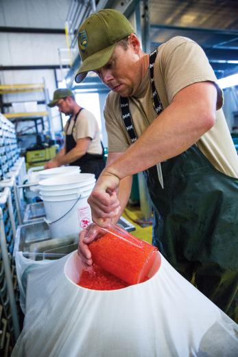Greg Ferguson, a technician with the California Department of Fish and Wildlife, puts sorted eggs into a jar that can hold between 75,000 to 80,000 eggs. Water from the American River is continuously filtered through the jars to imprint the eggs with its smell, compelling the fish to return to the river for spawning. Greg Ferguson, a technician with the California Department of Fish and Wildlife, puts sorted eggs into a jar that can hold between 75,000 to 80,000 eggs. Water from the American River is continuously filtered through the jars to imprint the eggs with its smell, compelling the fish to return to the river for spawning.
