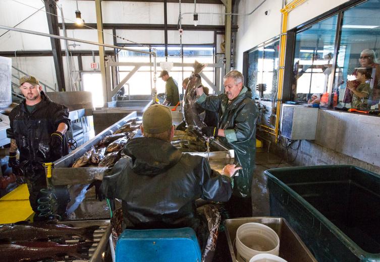 Between 5,000 and 9,000 eggs are removed from each female and fertilized, and the cleaned fish are packed on ice and sent to a processing plant in Washington state. Their meat will feed homeless and prison populations, and carcasses will become animal food and fertilizer.
Between 5,000 and 9,000 eggs are removed from each female and fertilized, and the cleaned fish are packed on ice and sent to a processing plant in Washington state. Their meat will feed homeless and prison populations, and carcasses will become animal food and fertilizer.