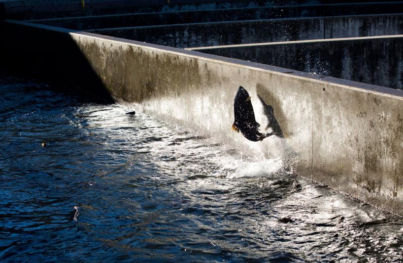 At five months, the fish are tagged and raised in artificial channels called raceways, and at 10 months, they are released into the wild. According to Jason Fareira, a scientific aide at the Nimbus hatchery, the fish and wildlife team is “always figuring out ways we can improve their chances of survival.” At five months, the fish are tagged and raised in artificial channels called raceways, and at 10 months, they are released into the wild. According to Jason Fareira, a scientific aide at the Nimbus hatchery, the fish and wildlife team is “always figuring out ways we can improve their chances of survival.”