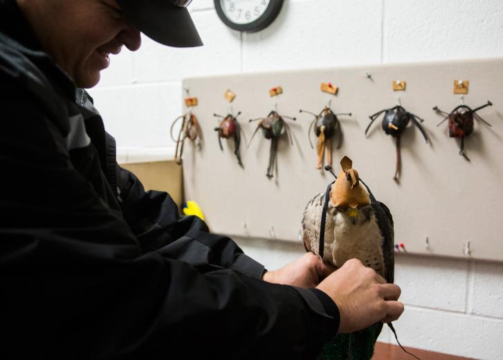 Their handler, civilian Brian Goodrich Camp, an abatement specialist, was a fireman and a sheriff when he joined the World Bird Sanctuary in St. Louis as a volunteer. Their handler, civilian Brian Goodrich Camp, an abatement specialist, was a fireman and a sheriff when he joined the World Bird Sanctuary in St. Louis as a volunteer.