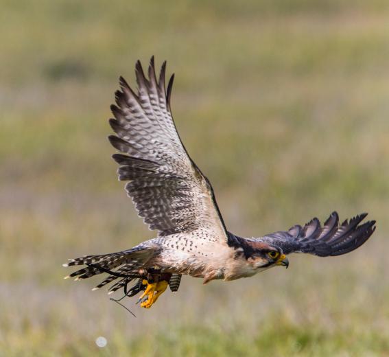 Birds and planes can be a deadly combination, and for a number of years gull flocks crippled the airspace, grounding planes for hours on end. In the ’90s, a flock of seagulls (not the band) collided with a military aircraft at Travis, shuttering three of its four engines. The pilot managed to land without injuring anyone, but the plane was destroyed. Birds and planes can be a deadly combination, and for a number of years gull flocks crippled the airspace, grounding planes for hours on end. In the ’90s, a flock of seagulls (not the band) collided with a military aircraft at Travis, shuttering three of its four engines. The pilot managed to land without injuring anyone, but the plane was destroyed.