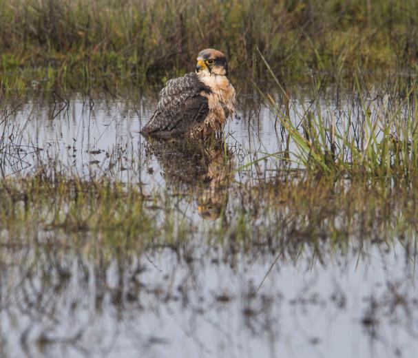 “They’re not domesticated,” says Camp. “They’re wild, and they choose to come back.” “They’re not domesticated,” says Camp. “They’re wild, and they choose to come back.”