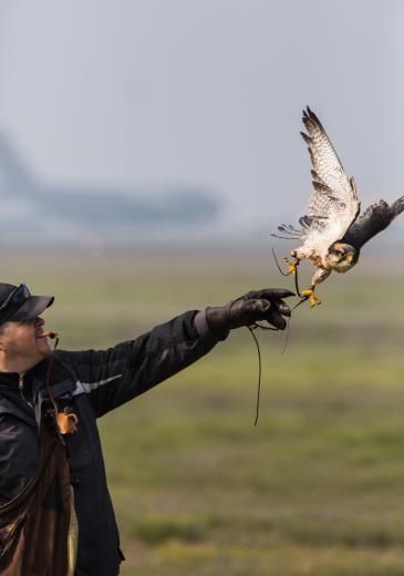 The program has been in place since 1998, and in the past six years alone the base has seen a 48 percent reduction in bird traffic. Goodrich Camp says, “I can literally get out of the truck, the falcon opens its wings, and the air space is cleared. And I’m talking tens of thousands of birds. Gone.” The program has been in place since 1998, and in the past six years alone the base has seen a 48 percent reduction in bird traffic. Goodrich Camp says, “I can literally get out of the truck, the falcon opens its wings, and the air space is cleared. And I’m talking tens of thousands of birds. Gone.”