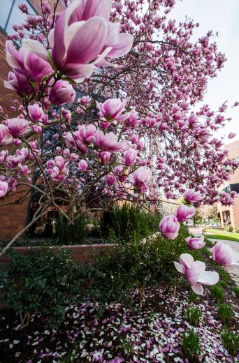 Maintained by The Growing Company Inc. of Sacramento, the landscape provides tenants with a variety of quiet enclaves — both sun-lit and shaded — in which to enjoy lunch or a private conversation. Mature trees and abundant spring flowers abound in what listing agent Tom Heacox calls a “very unique development built with one of the most committed landscape designs I have seen in the market.” Maintained by The Growing Company Inc. of Sacramento, the landscape provides tenants with a variety of quiet enclaves — both sun-lit and shaded — in which to enjoy lunch or a private conversation. Mature trees and abundant spring flowers abound in what listing agent Tom Heacox calls a “very unique development built with one of the most committed landscape designs I have seen in the market.”