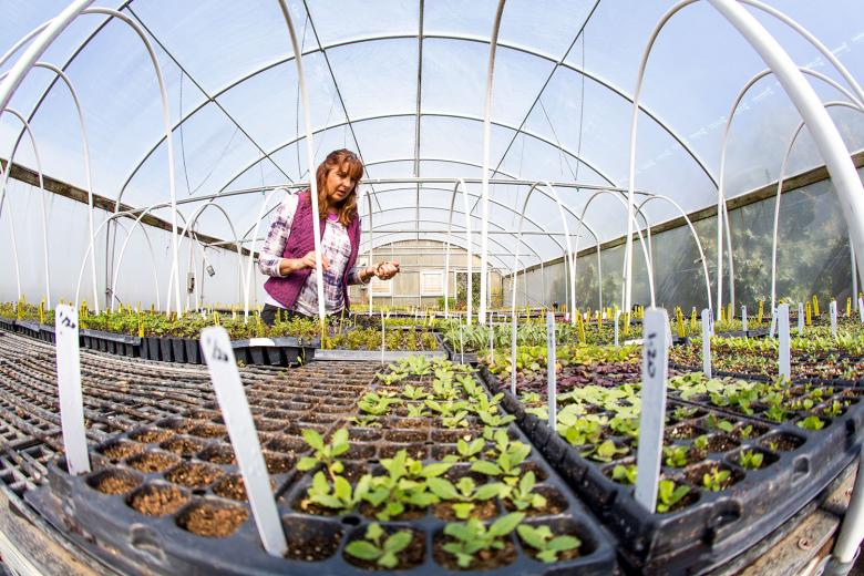 She also goes through weekly to remove any dead leaves or plants. During the rainy season, fungus develops and spreads quickly.  She also goes through weekly to remove any dead leaves or plants. During the rainy season, fungus develops and spreads quickly.