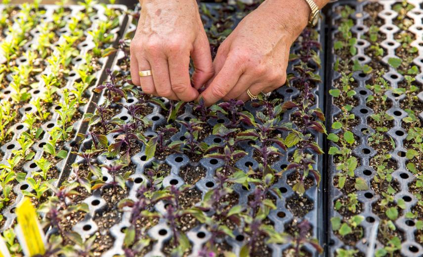 Since Loveall only uses organic sprays at the nursery she runs with her husband, Dan Sale, “Anything I could use to stop the spread is pretty mild,” she says.  Since Loveall only uses organic sprays at the nursery she runs with her husband, Dan Sale, “Anything I could use to stop the spread is pretty mild,” she says.