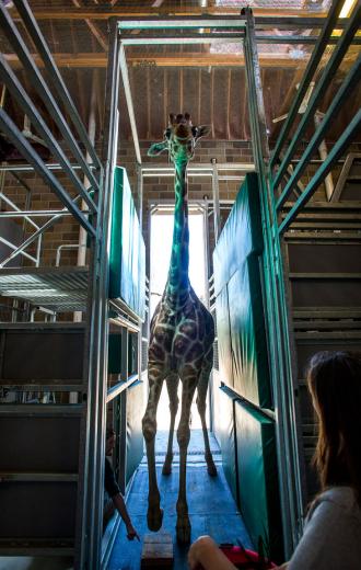 Instead of having to immobilize or restrain an animal, they are taught to come voluntarily when their name is called. “It’s called operant conditioning, and they have the choice. They have the freedom to leave, but they know they will be rewarded for participating,” McCartney says. “Blood samples are valuable, so we teach them just to stand quietly,” she adds. “And because our male is a different giraffe than our females, we have to put the girls on birth control.” Instead of having to immobilize or restrain an animal, they are taught to come voluntarily when their name is called. “It’s called operant conditioning, and they have the choice. They have the freedom to leave, but they know they will be rewarded for participating,” McCartney says. “Blood samples are valuable, so we teach them just to stand quietly,” she adds. “And because our male is a different giraffe than our females, we have to put the girls on birth control.”