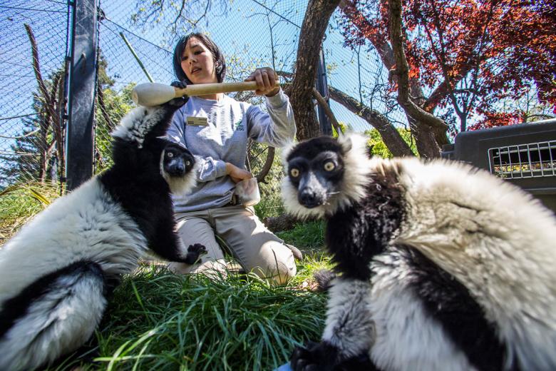 Life in an enclosure doesn’t have to be boring, and it certainly isn’t at the Sacramento Zoo, which is celebrating its 85th Anniversary this summer. Animals need mental stimulation, and lots of it. So zookeepers like Janine Steele, who cares for primates, provide toys, food-and even television- to creatures of all sorts. “Many animals are food motivated, and we try to present their food in different ways-in different containers or balls- so they have to work for it,” Steele says. Life in an enclosure doesn’t have to be boring, and it certainly isn’t at the Sacramento Zoo, which is celebrating its 85th Anniversary this summer. Animals need mental stimulation, and lots of it. So zookeepers like Janine Steele, who cares for primates, provide toys, food-and even television- to creatures of all sorts. “Many animals are food motivated, and we try to present their food in different ways-in different containers or balls- so they have to work for it,” Steele says.