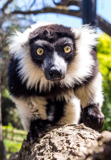 In the wild, animals like this lemur would forage for food. Zookeepers try to simulate that by hanging food from tree limbs, for example. Keepers also rearrange things to provide a change of scenery in the enclosures. Bubble machines, mirrors and wading pools are also offered. On rainy days, the chimps get to watch TV and movies. Says Steele: “There’s one little chimp who just loves Jack Hanna.” In the wild, animals like this lemur would forage for food. Zookeepers try to simulate that by hanging food from tree limbs, for example. Keepers also rearrange things to provide a change of scenery in the enclosures. Bubble machines, mirrors and wading pools are also offered. On rainy days, the chimps get to watch TV and movies. Says Steele: “There’s one little chimp who just loves Jack Hanna.”