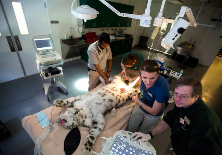 The veterinarians at the zoo are all employees of the University of California Davis Zoological Medicine Service, which has a long-standing relationship with the zoo. “We are faculty at the vet school, but our clinical duties are at the zoo,” says Dr. Sathya Chinnadurai (far left). “We also train the final-year vet students doing clinical rotations, and we offer zoo medicine residencies.” Participating veterinary residents spend one year at the Sacramento Zoo and two years at the San Diego Zoo. The veterinarians at the zoo are all employees of the University of California Davis Zoological Medicine Service, which has a long-standing relationship with the zoo. “We are faculty at the vet school, but our clinical duties are at the zoo,” says Dr. Sathya Chinnadurai (far left). “We also train the final-year vet students doing clinical rotations, and we offer zoo medicine residencies.” Participating veterinary residents spend one year at the Sacramento Zoo and two years at the San Diego Zoo.