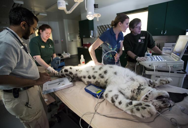Shanti, a 19-yr-old snow leopard, has a history of urinary tract infections. During her annual exam, the veterinary staff used an ultrasound to check the health of her bladder. The zoo’s medical staff performs everything from dental screenings to surgeries. They recently brought in a python that was chronically ill and had stopped eating. She received abdominal and cardiac ultrasounds and a series of X-rays that found an abdominal blockage caused by nonviable eggs and an infection. Shanti, a 19-yr-old snow leopard, has a history of urinary tract infections. During her annual exam, the veterinary staff used an ultrasound to check the health of her bladder. The zoo’s medical staff performs everything from dental screenings to surgeries. They recently brought in a python that was chronically ill and had stopped eating. She received abdominal and cardiac ultrasounds and a series of X-rays that found an abdominal blockage caused by nonviable eggs and an infection.
