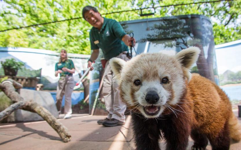 Jane the red panda is just one animal that participates in the Sacramento Zoo’s Interpretive Center, an educational program for zoo guests. The presentations include creatures from bobcats and armadillos to hawks and snakes. Aside from the Interpretive Center, visitors can also learn about the animals through daily scheduled chats with keepers and staff, and there is even an interactive session with the North American river otters wherein guests can volunteer to assist in training the animals. Jane the red panda is just one animal that participates in the Sacramento Zoo’s Interpretive Center, an educational program for zoo guests. The presentations include creatures from bobcats and armadillos to hawks and snakes. Aside from the Interpretive Center, visitors can also learn about the animals through daily scheduled chats with keepers and staff, and there is even an interactive session with the North American river otters wherein guests can volunteer to assist in training the animals.