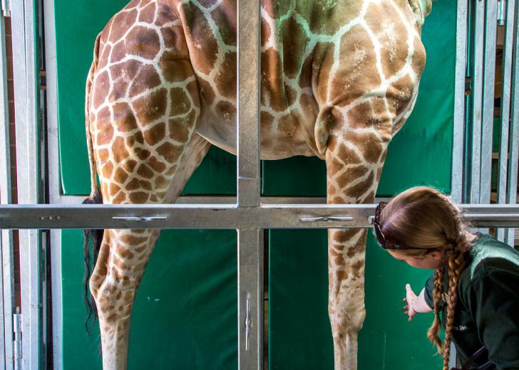 Giraffes at the Sacramento Zoo are trained to assist in their own care. This husbandry-based training teaches the giraffes roughly 20 commands. “They know their body parts, so if I say ‘knee’, she will lift her knee until it touches my hand,” says Melissa McCartney, a zookeeper who focuses on hooved animals. That’s helpful for animals who have arthritis and need help stretching or who need their hooves trimmed. 