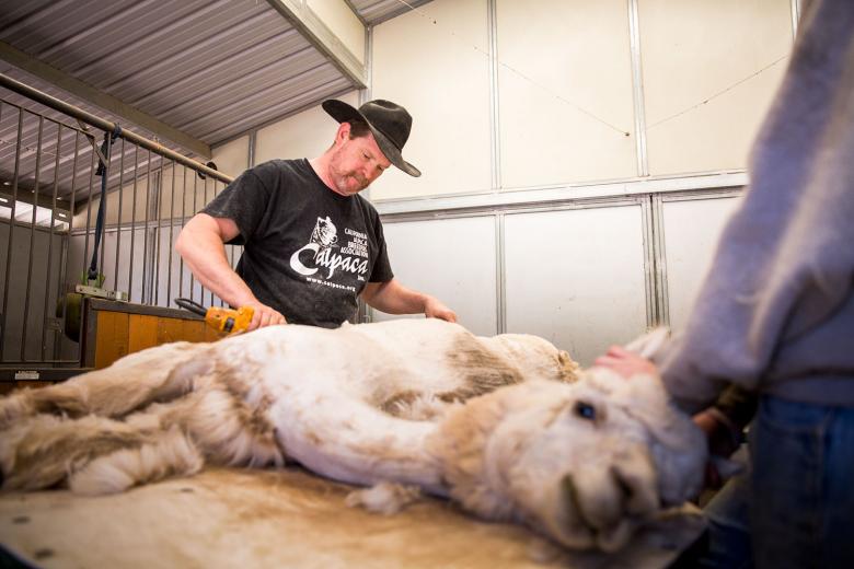 Alpacas are sheared once a year at Heart and Soul Alpacas and Spinnery in Penn Valley. Alpacas, a domesticated species bred by humans thousands of years ago in South America, do not shed and need periodic shearing. Alpacas are sheared once a year at Heart and Soul Alpacas and Spinnery in Penn Valley. Alpacas, a domesticated species bred by humans thousands of years ago in South America, do not shed and need periodic shearing.