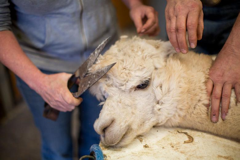 During the process, the animal’s feet are secured to a table and one person holds the animal’s head at all times to keep it from moving or hurting itself. During the process, the animal’s feet are secured to a table and one person holds the animal’s head at all times to keep it from moving or hurting itself.
