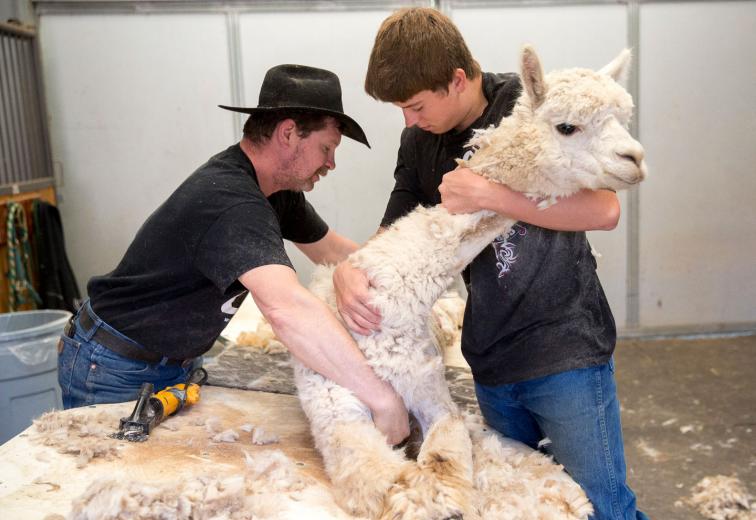 The table rotates, and the fleece is sheared into three parts: the shoulders (prime blanket material), the neck and hip, and the legs and tail. How the fleece is used depends on its quality. The table rotates, and the fleece is sheared into three parts: the shoulders (prime blanket material), the neck and hip, and the legs and tail. How the fleece is used depends on its quality.