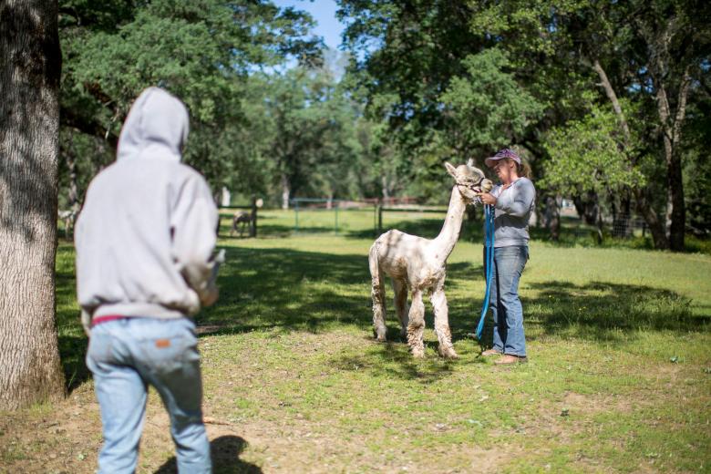 Heart and Spinnery sells its own compost as well as the handiwork of Ball’s mother Kathy Steven, who knits everything from hats and mittens to rugs and ponchos with the alpaca fleece. “Our business allows us to center our livelihood around our family, rather than our family around our livelihood,” Ball says. “We probably work harder and longer because of it, but we love what we’re doing.”
Heart and Spinnery sells its own compost as well as the handiwork of Ball’s mother Kathy Steven, who knits everything from hats and mittens to rugs and ponchos with the alpaca fleece. “Our business allows us to center our livelihood around our family, rather than our family around our livelihood,” Ball says. “We probably work harder and longer because of it, but we love what we’re doing.”