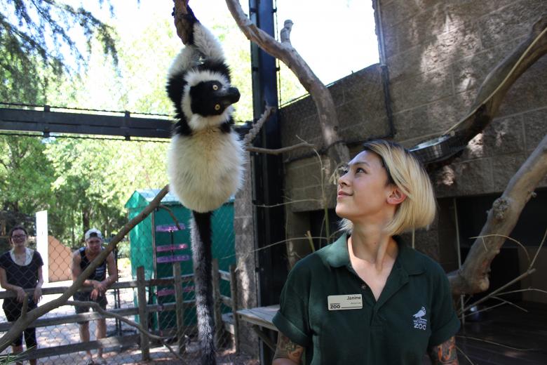 Primate keeper Janine Steele uses treats for black and white ruffed lemur training. She usually trains the primates twice a week. “However, every interaction you have with an animal is a training opportunity.”
Primate keeper Janine Steele uses treats for black and white ruffed lemur training. She usually trains the primates twice a week. “However, every interaction you have with an animal is a training opportunity.”