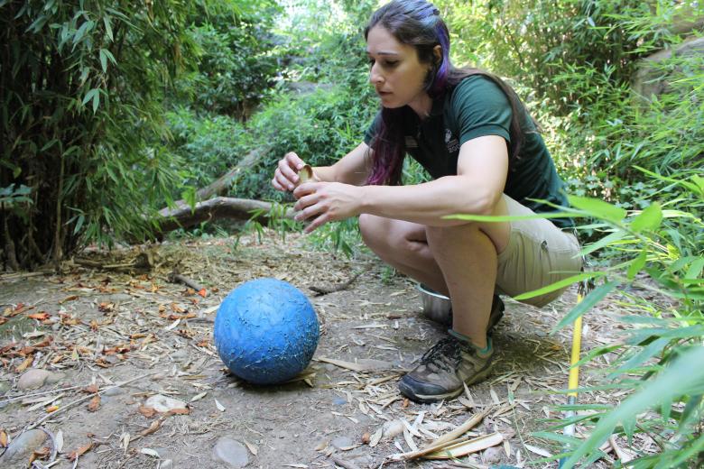 Christa Klein, a roving zookeeper, sprinkles Chinese Five Spice on a ball used for enrichment in the jaguar exhibit.
Christa Klein, a roving zookeeper, sprinkles Chinese Five Spice on a ball used for enrichment in the jaguar exhibit.