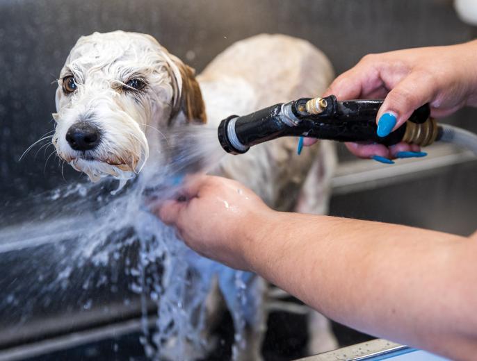 For 10 years, Dana and her husband, Alex, ran a successful brick-and-mortar pet grooming salon in West Sacramento, handling up to 30 dogs and cats a day. They managed a small staff and by the time they closed the business in 2015, their client database numbered nearly 4,000. Why give it up? “It was just way too much,” says Dana.