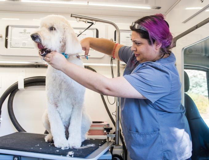 Her team spent two hours a day just cleaning and disinfecting the space. So the couple downsized — to a mobile business called A Purrfect Groomer that uses a van to make house calls throughout the Sacramento region.