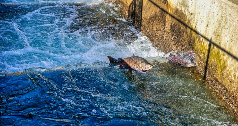 A salmon jumps one of the 22 steps at the Nimbus Fish Hatchery on opening day. Around 2,600 Chinook salmon will be spawned at the hatchery over the next two months. (Photo by Steve Martarano)