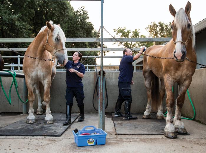 Horses are expensive to care for, so their price combined with a lack of knowledge on the part of police departments means more and more mounted units are being shuttered. Sacramento has one of the few mounted CHP units left in the state.  Horses are expensive to care for, so their price combined with a lack of knowledge on the part of police departments means more and more mounted units are being shuttered. Sacramento has one of the few mounted CHP units left in the state.