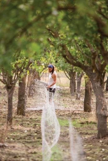 Here, Shepherd repositions his mobile electric fence in one of the pistachio orchards at Terra Firma Farm in Winters before opening his herd into a new paddock of pasture.
Here, Shepherd repositions his mobile electric fence in one of the pistachio orchards at Terra Firma Farm in Winters before opening his herd into a new paddock of pasture.