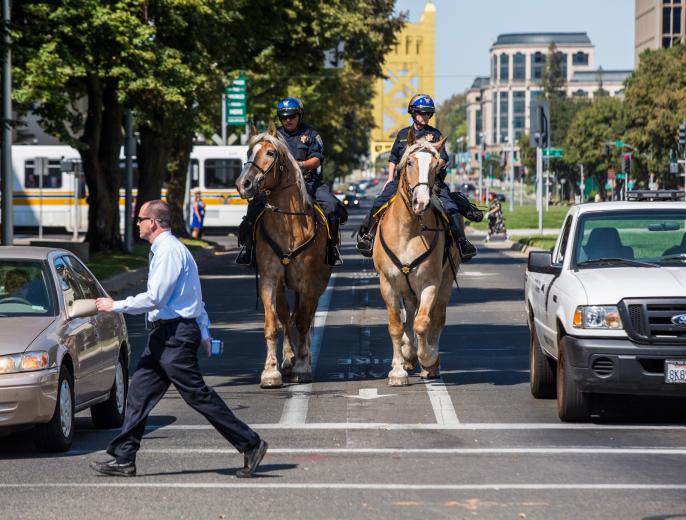 Additionally, compared to quarter horses, draft horses are much calmer and better able to adapt to chaotic environments such as parades or riots, where balloons, loud noises and projectiles are commonplace. Additionally, compared to quarter horses, draft horses are much calmer and better able to adapt to chaotic environments such as parades or riots, where balloons, loud noises and projectiles are commonplace.