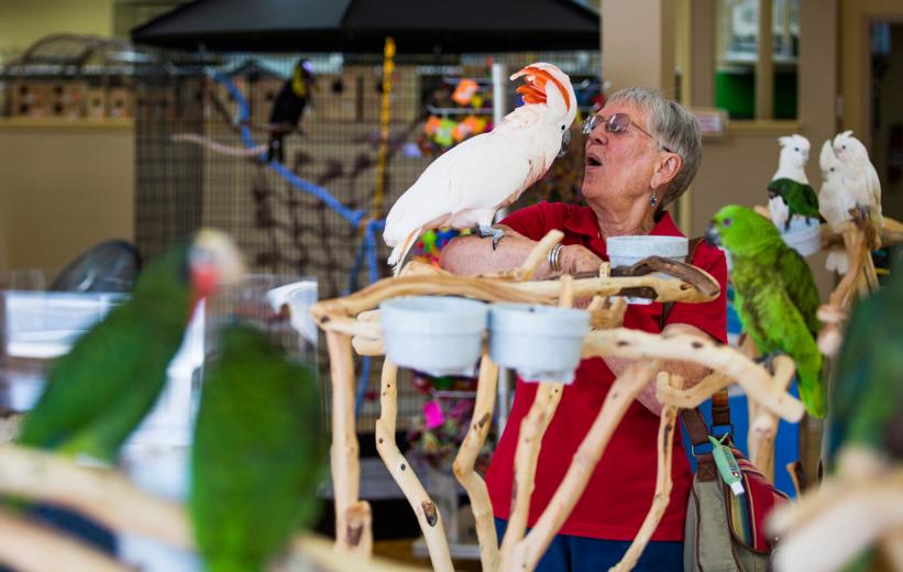 Opening a retail store was the next natural step, she says. She envisioned a place that would sell exotic birds “properly and responsibly to combat abandonment and poor care.” Parrot Planet offers basic vet care classes from an avian veterinarian, boarding, resources and supplies, including 3-pound bags of walnuts.  Opening a retail store was the next natural step, she says. She envisioned a place that would sell exotic birds “properly and responsibly to combat abandonment and poor care.” Parrot Planet offers basic vet care classes from an avian veterinarian, boarding, resources and supplies, including 3-pound bags of walnuts.