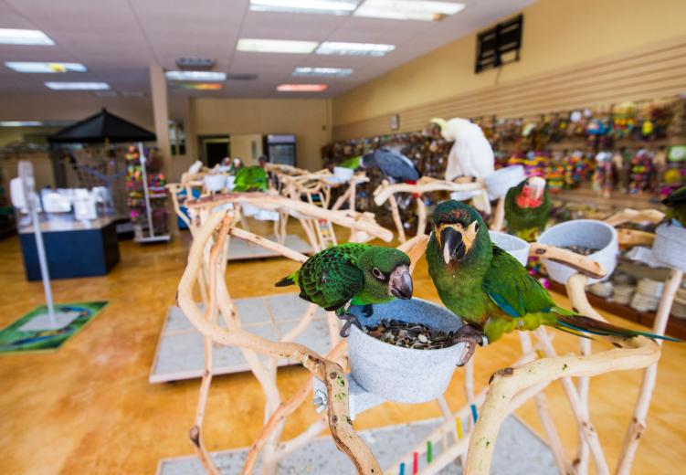 The shop, a hands-on avifauna paradise at 48th and J streets, is the realization of a decades-long dream.  The shop, a hands-on avifauna paradise at 48th and J streets, is the realization of a decades-long dream.