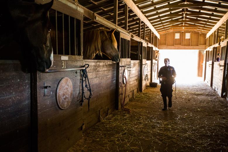 “What separates us from an officer in a car or on a bike is that we can move crowds,” says Dillon. In fact, four to six draft horses can clear hundreds of people off the Capitol lawns in mere minutes.  “What separates us from an officer in a car or on a bike is that we can move crowds,” says Dillon. In fact, four to six draft horses can clear hundreds of people off the Capitol lawns in mere minutes.