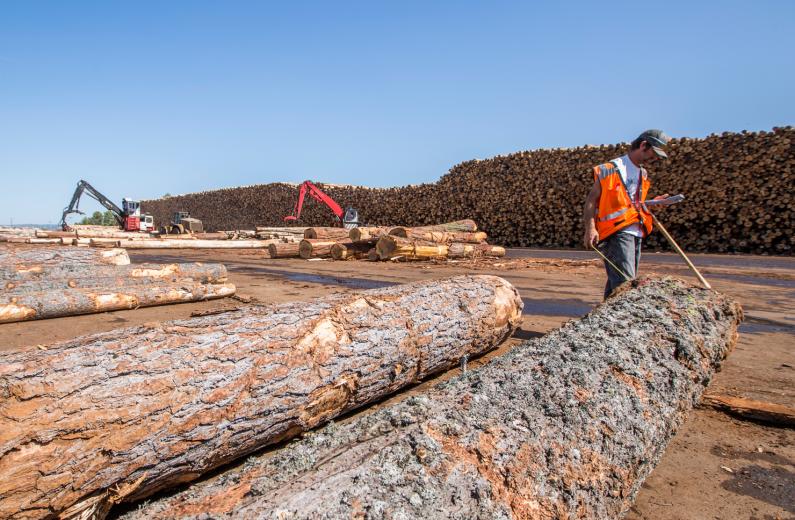 “We kind of mimic what happens naturally in the forest, that way you have healthy, sustainable forests for generations to come,” says Mark Luster, Sierra Pacific’s community relations manager. That includes controlled burning to harvest trees in certain locations — the same way natural fires would clean up vegetation. “We kind of mimic what happens naturally in the forest, that way you have healthy, sustainable forests for generations to come,” says Mark Luster, Sierra Pacific’s community relations manager. That includes controlled burning to harvest trees in certain locations — the same way natural fires would clean up vegetation.
