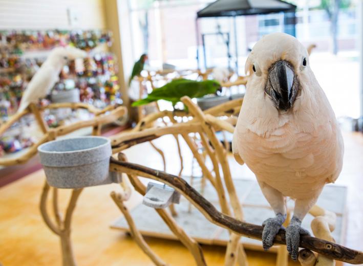 Hildreth raises all manner of parrots, but the breeds most commonly purchased at specialty stores like Parrot Planet in East Sacramento, which he co-owns, are the rose-breasted cockatoo and the African grey. Those birds sell for roughly $1,000, but very rare parrots can fetch upward of $20,000.  Hildreth raises all manner of parrots, but the breeds most commonly purchased at specialty stores like Parrot Planet in East Sacramento, which he co-owns, are the rose-breasted cockatoo and the African grey. Those birds sell for roughly $1,000, but very rare parrots can fetch upward of $20,000.