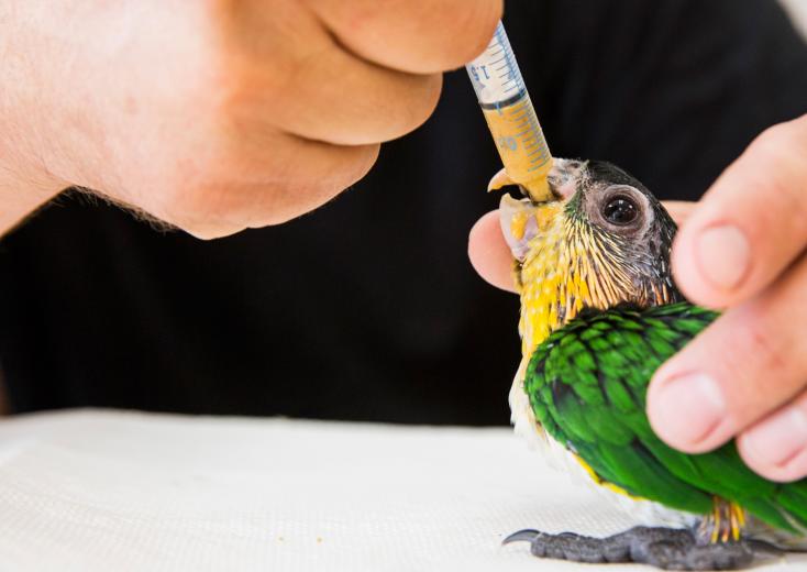 Self-taught in animal husbandry, Hildreth raises and breeds parrots on his large bird farm in Fair Oaks. “Most birds are weaned in 90 days, but some take nine months,” he says, and when the chicks are young and hatching, he’s up for feedings as frequently as any parent.  Self-taught in animal husbandry, Hildreth raises and breeds parrots on his large bird farm in Fair Oaks. “Most birds are weaned in 90 days, but some take nine months,” he says, and when the chicks are young and hatching, he’s up for feedings as frequently as any parent.