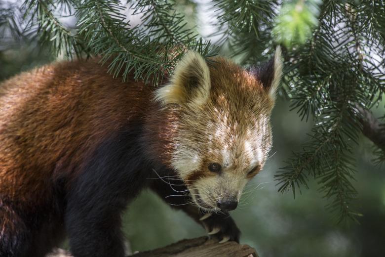 “You get to see these animals in a much more intimate setting. We give a conservation message and general facts about the species,” says Education Specialist Mike Owyang. “I think it gives people a greater appreciation for the animals.” Those who want a deeper immersion can camp overnight on the lawn of the reptile house. There is an evening program with educational presentations, and in the morning guests are woken by a special alarm clock-an Australian laughing kookaburra. “You get to see these animals in a much more intimate setting. We give a conservation message and general facts about the species,” says Education Specialist Mike Owyang. “I think it gives people a greater appreciation for the animals.” Those who want a deeper immersion can camp overnight on the lawn of the reptile house. There is an evening program with educational presentations, and in the morning guests are woken by a special alarm clock-an Australian laughing kookaburra.