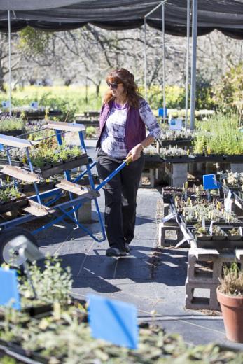 Morningsun Herb Farm sells more than 40 varieties of ornamental salvia, over 25 different kinds of lavenders and 18 types of basil — just to name a few.
 Morningsun Herb Farm sells more than 40 varieties of ornamental salvia, over 25 different kinds of lavenders and 18 types of basil — just to name a few.