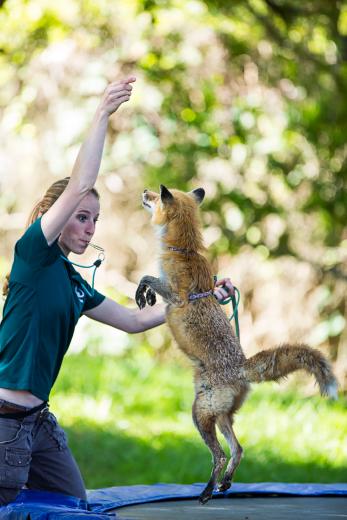In an effort to provide additional opportunities for exercise and play, Burger sometimes has Syler practice his commands while bouncing on a trampoline. In an effort to provide additional opportunities for exercise and play, Burger sometimes has Syler practice his commands while bouncing on a trampoline.