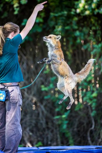 Sylar the red fox needs constant stimulus and enrichment, so he has his own trainer, wildlifekeeper Teal Burger. Burger, who started her career as a seasonal park employee, also oversees giraffes, reptiles and birds, though these days she works almost exclusively with her cunning little fox.
 Sylar the red fox needs constant stimulus and enrichment, so he has his own trainer, wildlifekeeper Teal Burger. Burger, who started her career as a seasonal park employee, also oversees giraffes, reptiles and birds, though these days she works almost exclusively with her cunning little fox.