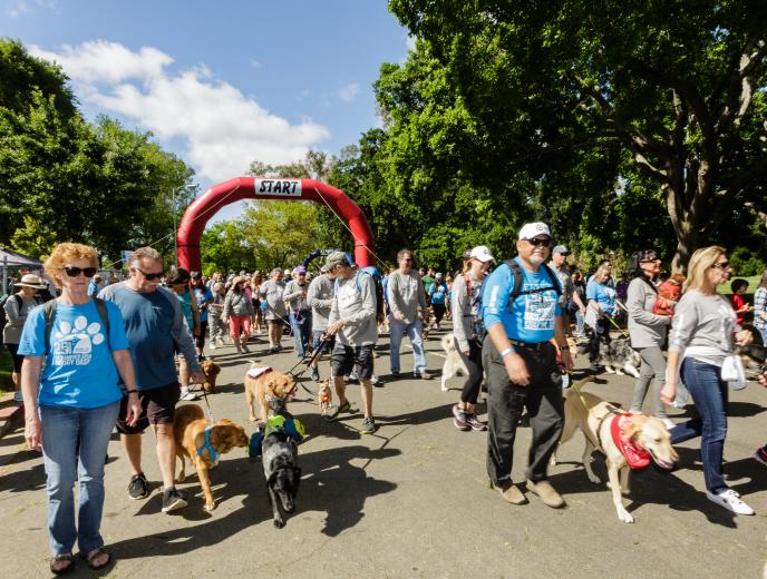 Sacramento SPCA Doggy Dash Comstock's magazine