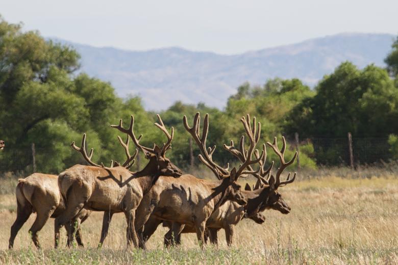 Tule Elk in the San Luis Wildlife Refuge Complex in Central CA Tule Elk in the San Luis Wildlife Refuge Complex in Central CA