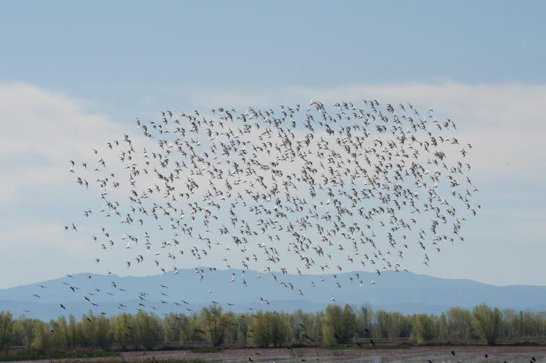 A flock of Dunlin fly over “pop up” habitats in the Sacramento Valley

(photo: Drew Kelley for The Nature Conservancy)