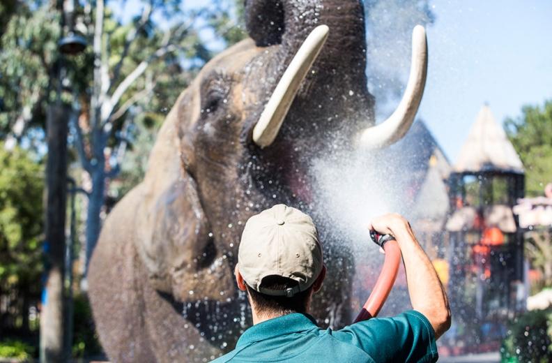She and her peers receive daily baths administered by a team of trainers who have faced fierce competition to land their coveted jobs. She and her peers receive daily baths administered by a team of trainers who have faced fierce competition to land their coveted jobs.