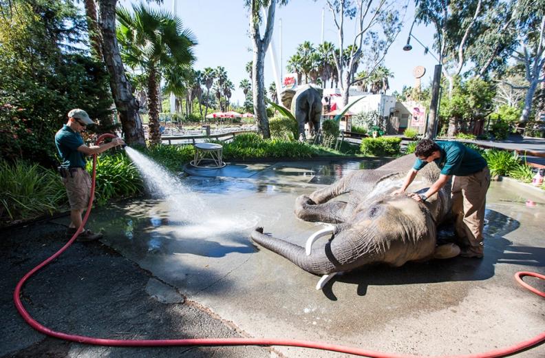 The skin on an elephant's back can be nearly three inches thick, so while Senior Elephant Trainer Andrew Barlow hoses Valerie down, trainer Josh Taugner scours her hide and tusks with an industrial scrub brush. The skin on an elephant's back can be nearly three inches thick, so while Senior Elephant Trainer Andrew Barlow hoses Valerie down, trainer Josh Taugner scours her hide and tusks with an industrial scrub brush.